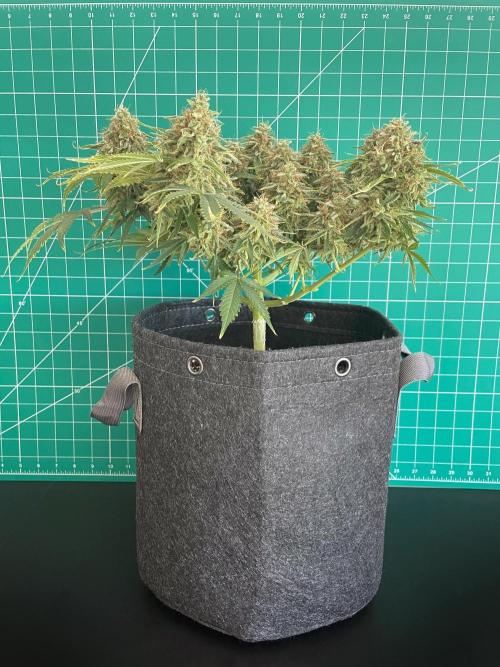 An Individual Apollo F1. Week 2 - Gaia day 92