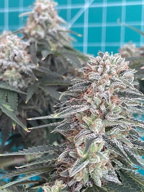 Apollo F1. Week 2