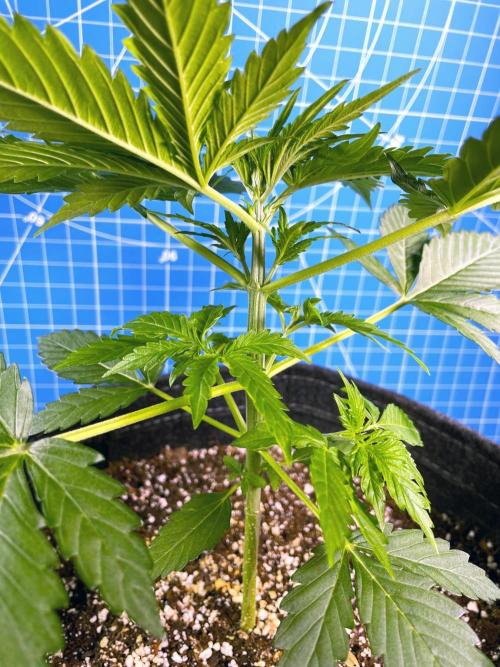 An Individual Apollo F1. Week 3 - Day 25: before topping