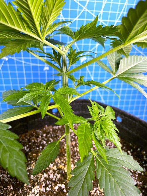 An Individual Apollo F1. Week 3 - Day 25: after topping