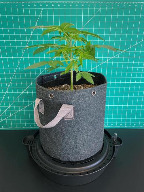 An Individual Apollo F1. Week 3 - Day 28