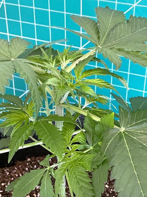 An Individual Apollo F1. Week 3 - Day 28