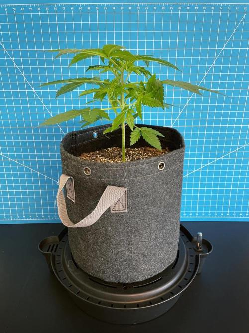 An Individual Apollo F1. Week 3 - Day 28