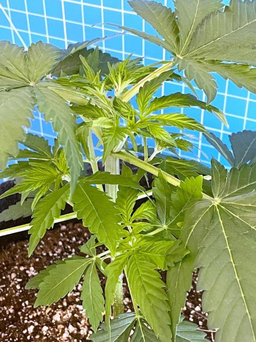 An Individual Apollo F1. Week 3 - Day 28