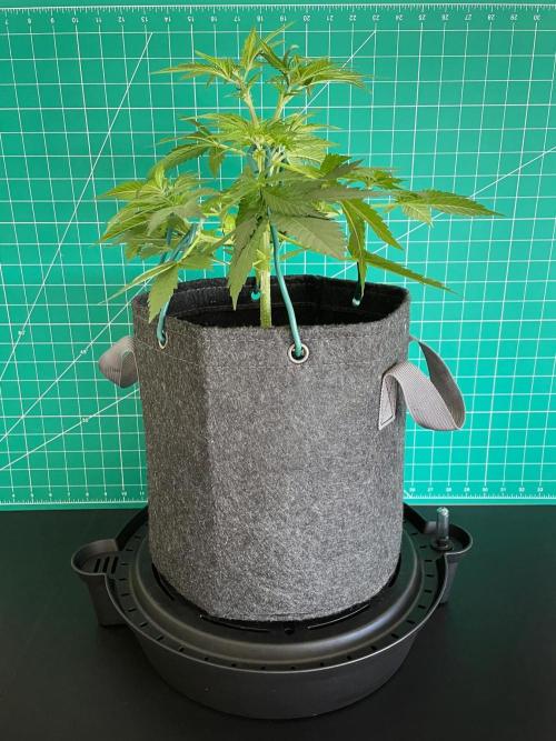 An Individual Apollo F1. Week 4 - Day 35