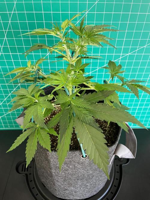 An Individual Apollo F1. Week 4 - Day 35
