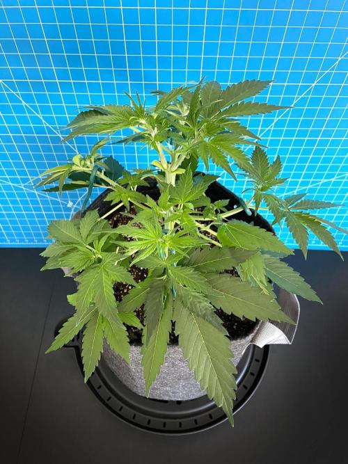 An Individual Apollo F1. Week 4 - Day 35