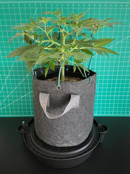 An Individual Apollo F1. Week 5 - Day 42