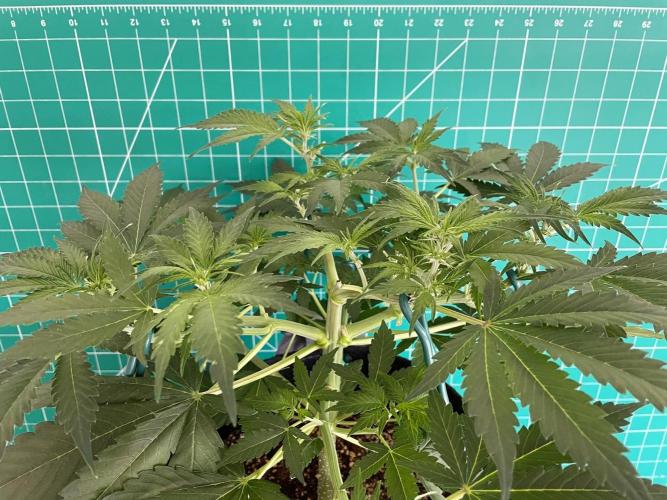 An Individual Apollo F1. Week 5 - Day 42