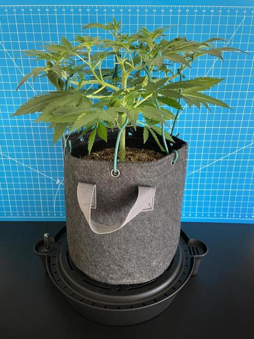 An Individual Apollo F1. Week 5 - Day 42