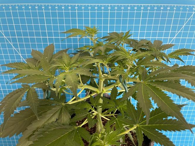 An Individual Apollo F1. Week 5 - Day 42