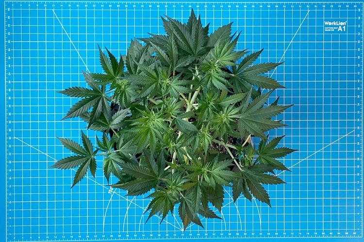 An Individual Apollo F1. Week 5 - Day 42