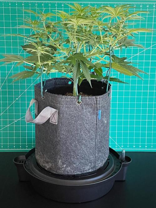 An Individual Apollo F1. Week 6 - Day 49