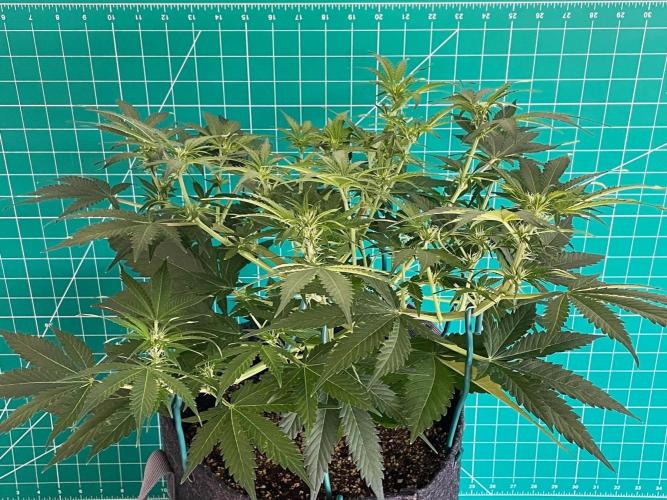 An Individual Apollo F1. Week 6 - Day 49