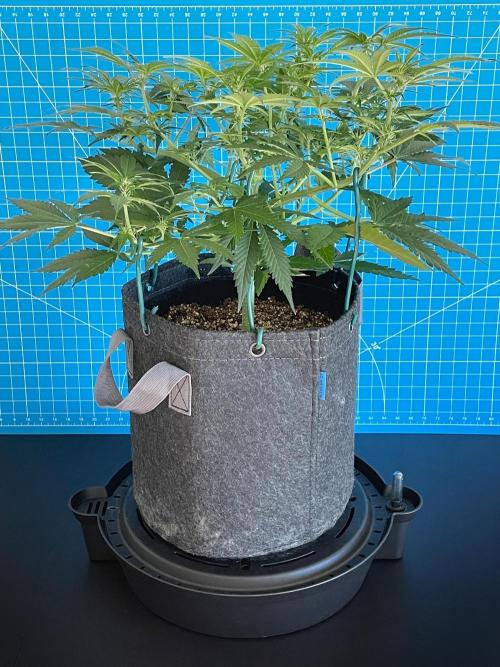 An Individual Apollo F1. Week 6 - Day 49