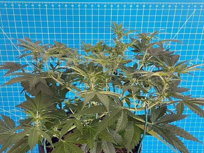 An Individual Apollo F1. Week 6 - Day 49