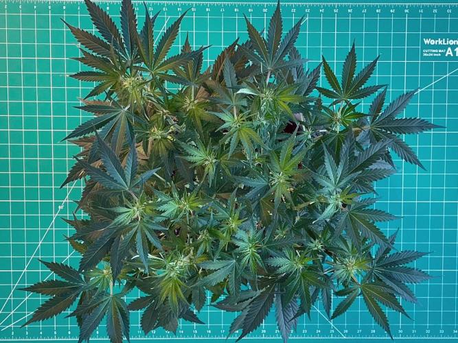 An Individual Apollo F1. Week 6 - Day 49