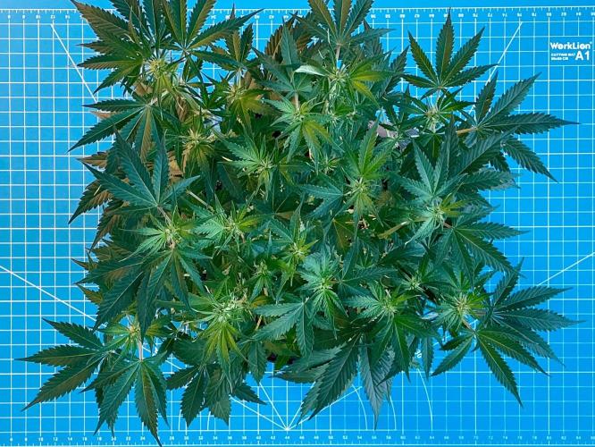An Individual Apollo F1. Week 6 - Day 49
