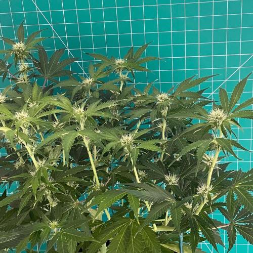 Apollo F1. Week 7