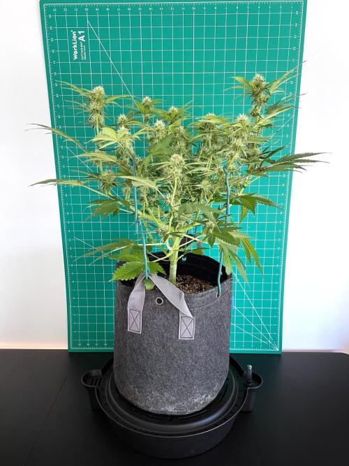An Individual Apollo F1. Week 8 - Day 63
