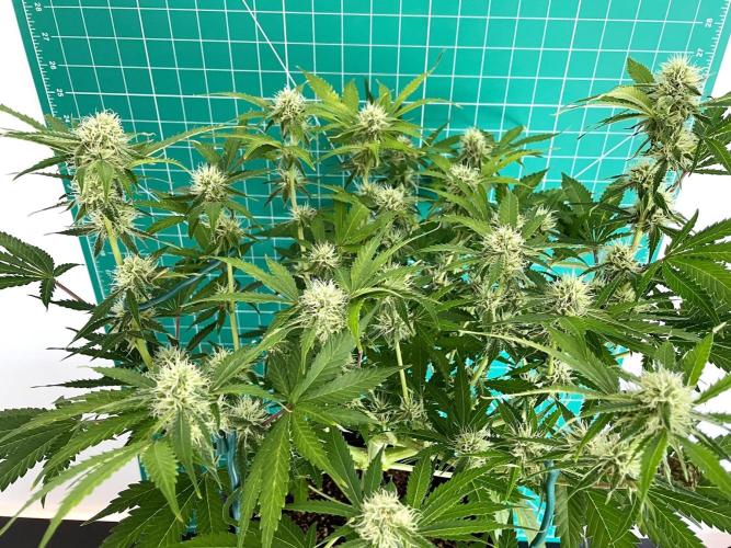 An Individual Apollo F1. Week 8 - Day 63