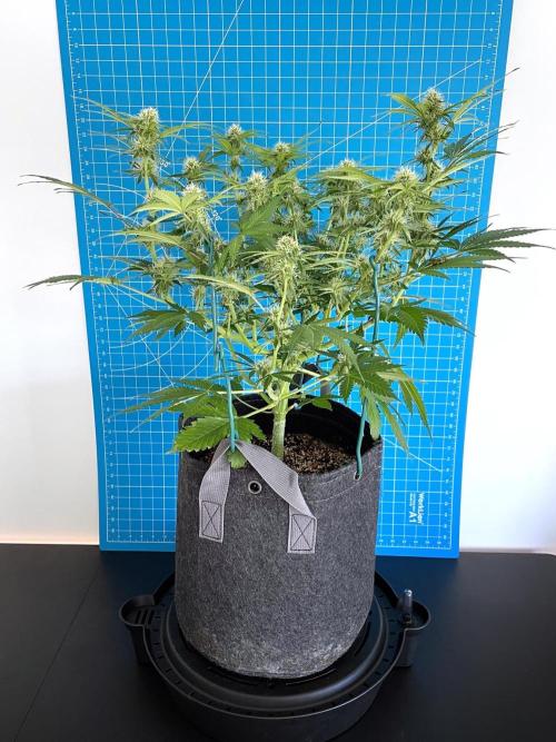 An Individual Apollo F1. Week 8 - Day 63