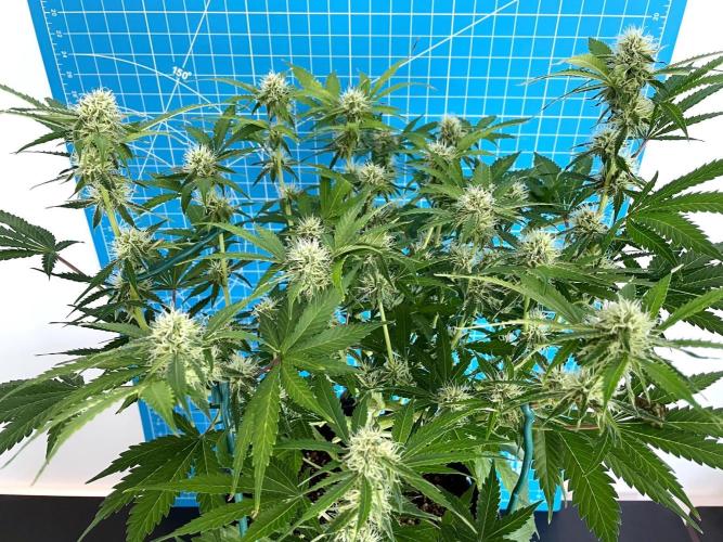 An Individual Apollo F1. Week 8 - Day 63