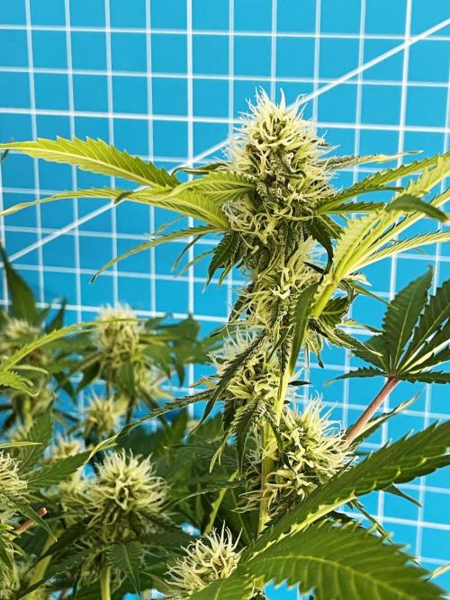 An Individual Apollo F1. Week 8 - Day 63