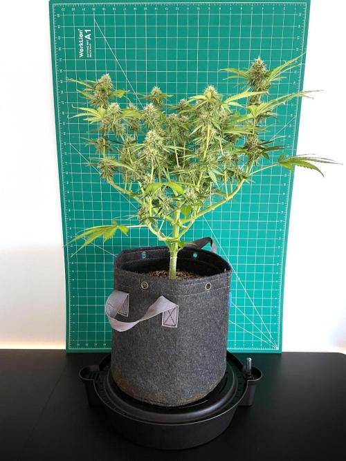 An Individual Apollo F1. Week 9 - Day 70