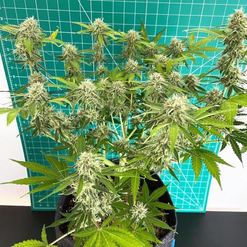 An Individual Apollo F1. Week 9 - Day 70