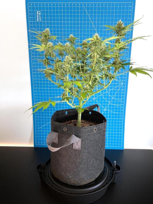 An Individual Apollo F1. Week 9 - Day 70