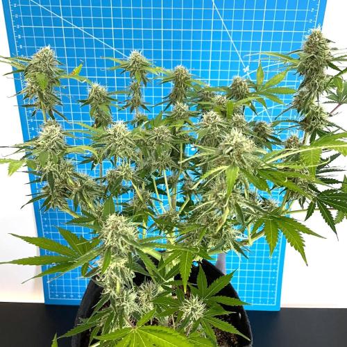 An Individual Apollo F1. Week 9 - Day 70