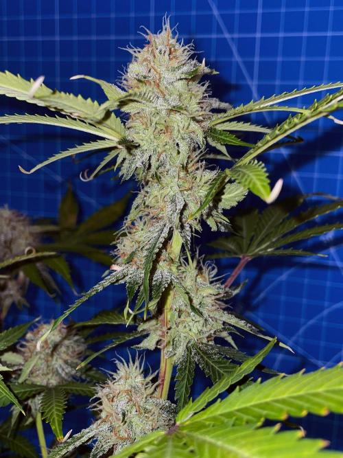 An Individual Apollo F1. Week 9 - Day 70 (flash)