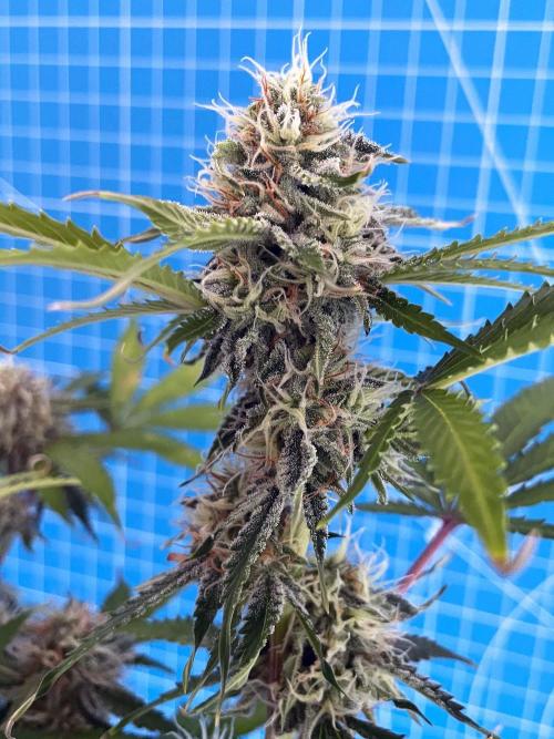 Apollo F1. Week 9