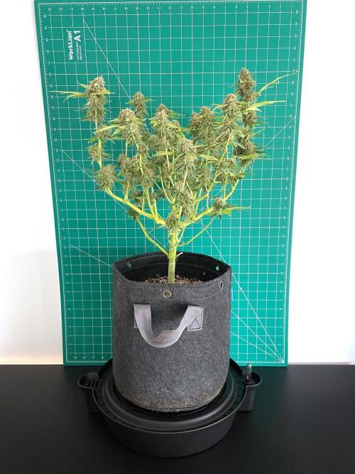 An Individual Apollo F1. Week 10 - Day 77