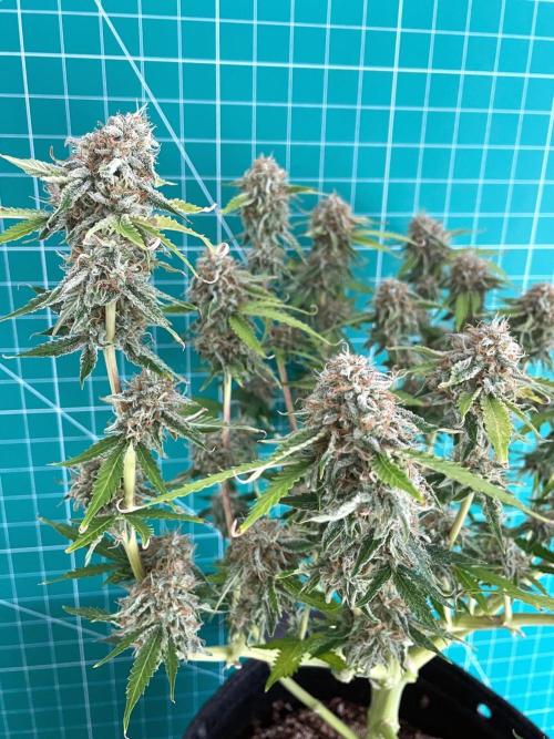 An Individual Apollo F1. Week 10 - Day 77