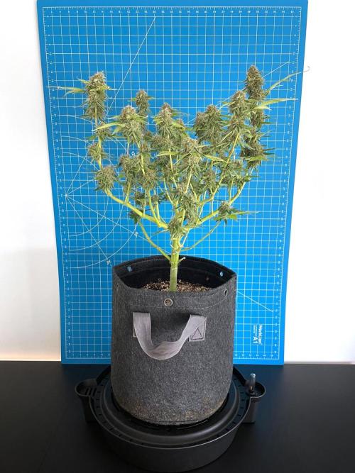 An Individual Apollo F1. Week 10 - Day 77