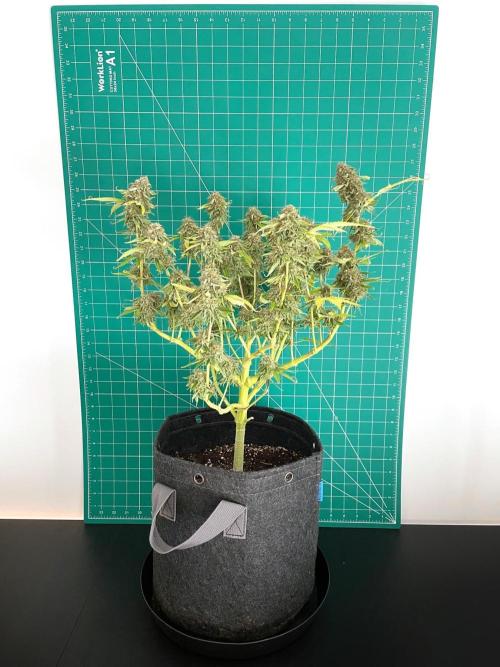 An Individual Apollo F1. Week 11 - Day 85 (prior to harvest)