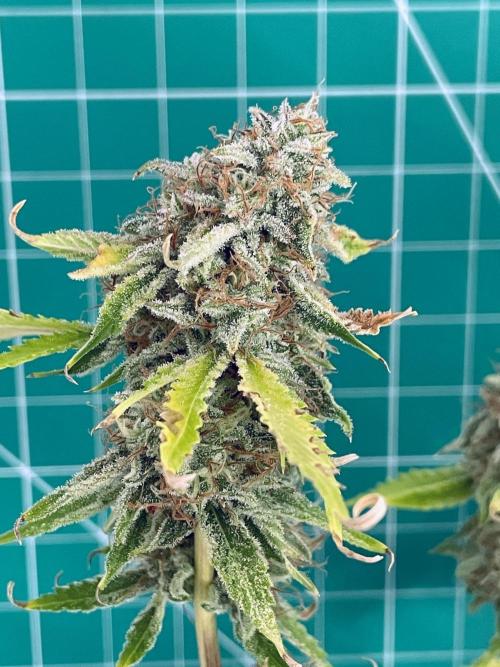 An Individual Apollo F1. Week 11 - Day 85 (prior to harvest)
