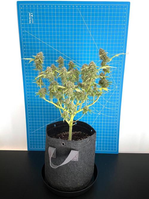 An Individual Apollo F1. Week 11 - Day 85 (prior to harvest)