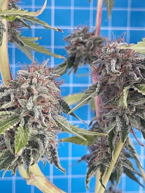 An Individual Apollo F1. Week 11 - Day 85 (prior to harvest)