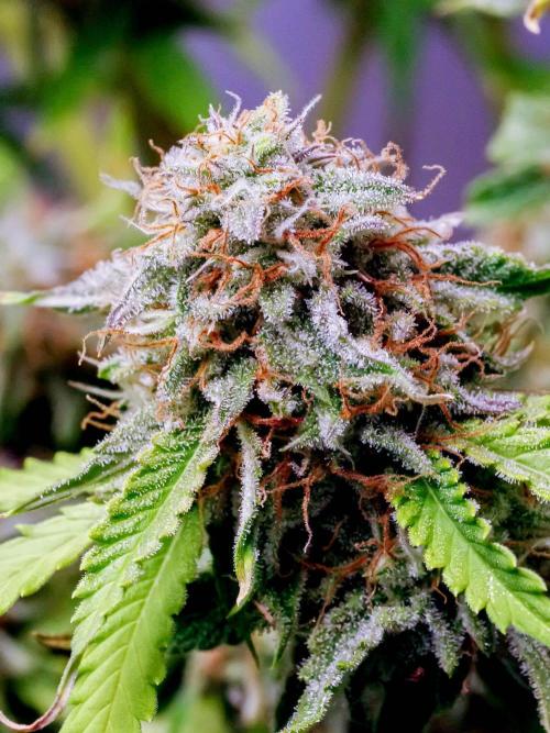 An Individual Apollo F1. Week 11 - In the lead-up to harvest