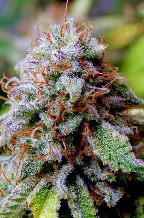 An Individual Apollo F1. Week 11 - In the lead-up to harvest