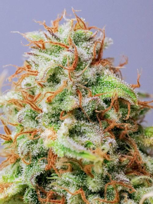 An Individual Apollo F1. Week 11 - In the lead-up to harvest