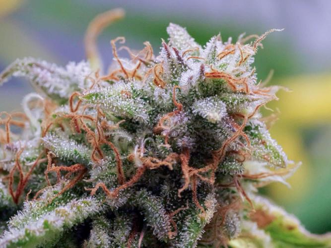 An Individual Apollo F1. Week 11 - In the lead-up to harvest