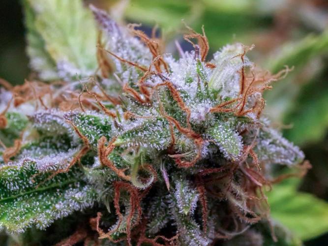 An Individual Apollo F1. Week 11 - In the lead-up to harvest