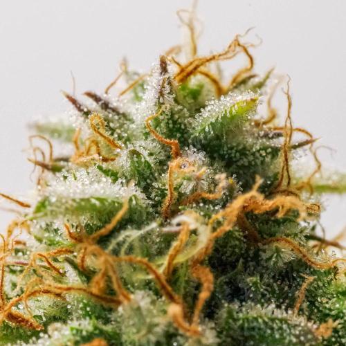 An Individual Apollo F1. Week 11 - In the lead-up to harvest