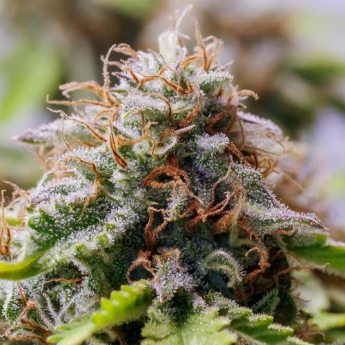 An Individual Apollo F1. Week 11 - In the lead-up to harvest