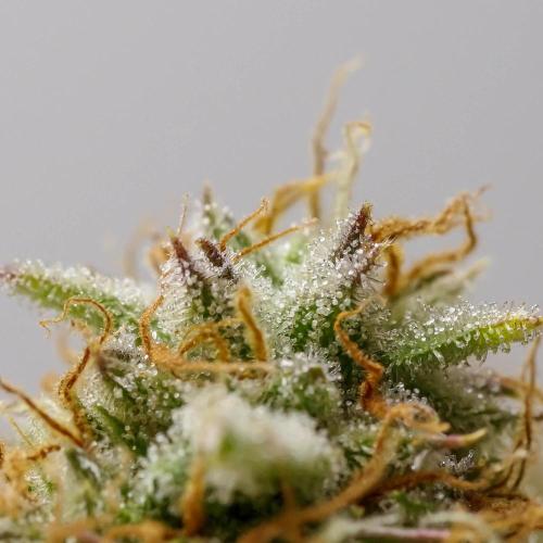 An Individual Apollo F1. Week 11 - In the lead-up to harvest