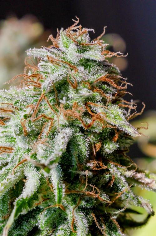 An Individual Apollo F1. Week 11 - In the lead-up to harvest